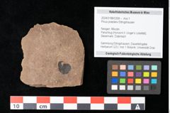 Foto (Objekt + Etikett) von Pinus praelarix Ettingshausen (NHMW-GEO-2024-0188-0308)